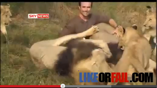 Picture of lions playing with a man